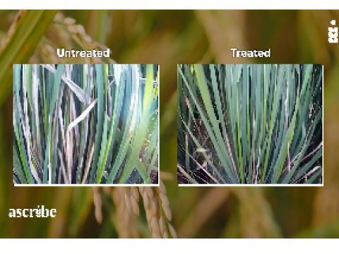 Treated vs. untreated rice