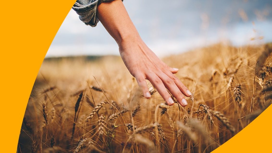hand touching field of wheat