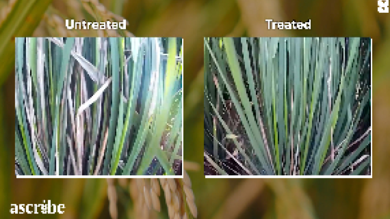 Treated vs. untreated rice